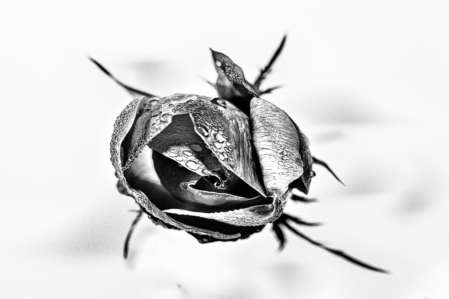 Rosa Nera - Stampa Fine Art