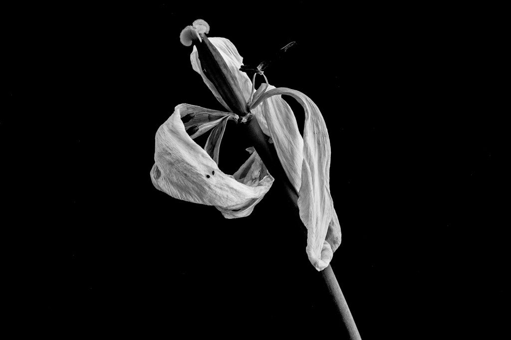 Vela Tulipano Stampa Fine Art