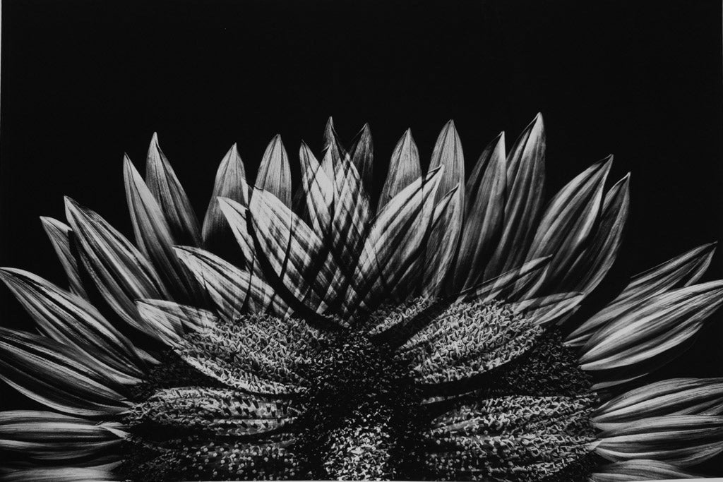 Gemelli Girasole Stampa Fine Art