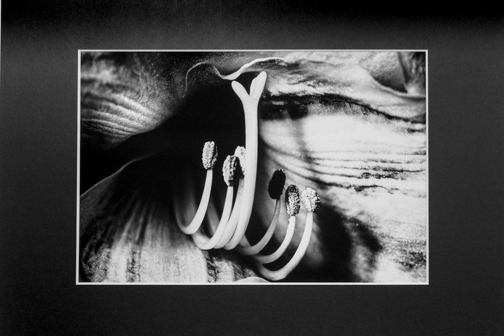 Bocca Orchidea- Stampa Fine Art