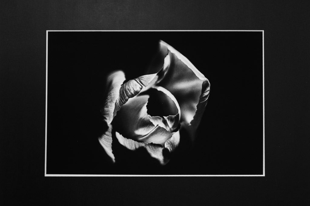 Bocciolo Tulipano Stampa Fine Art