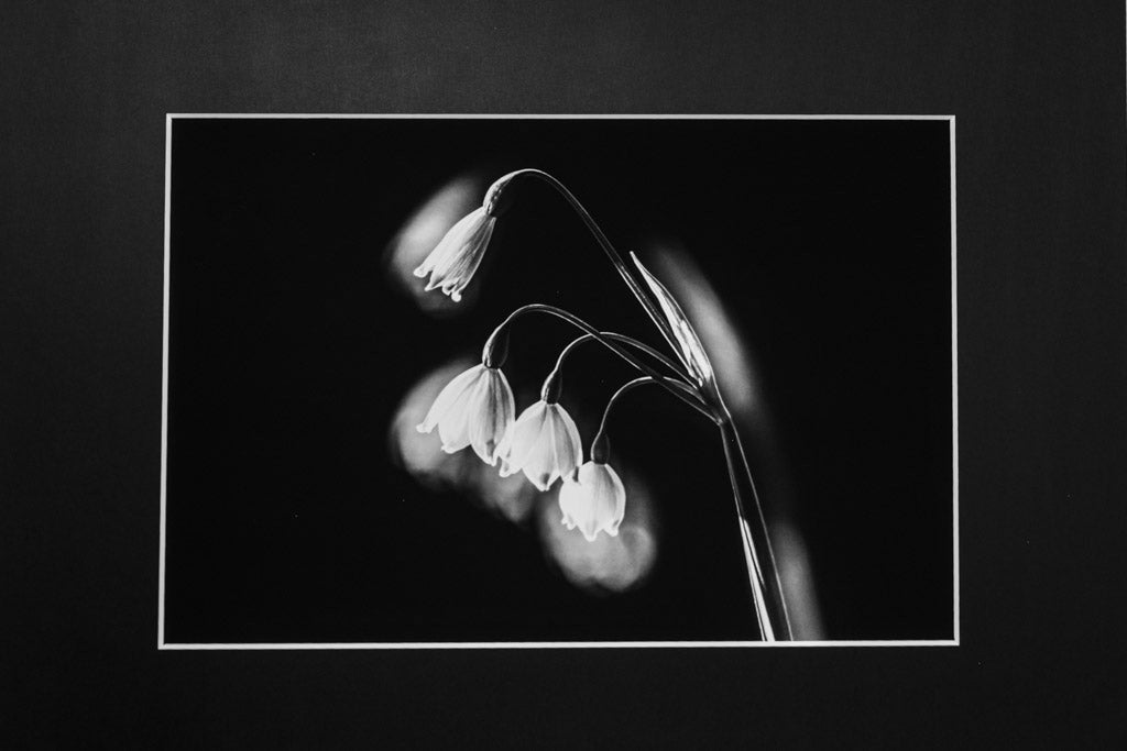 Campanule- Stampa Fine Art