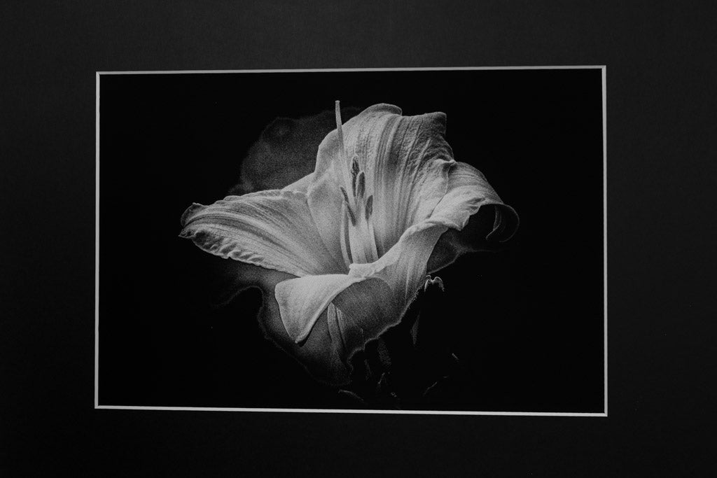 Coppa Lilium Stampa Fine Art