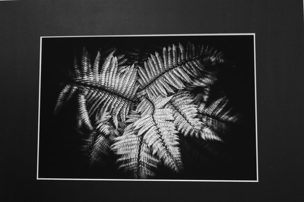 Felce Piuma - Stampa Fine Art