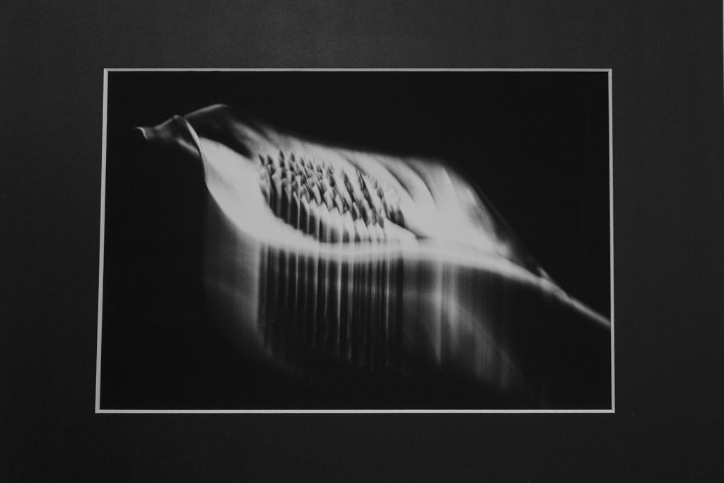 Fiore Foglia Stampa Fine Art